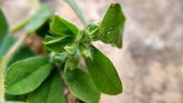 Image of Southern Bird's-foot-trefoil