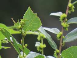 Image of Bridelia cathartica subsp. cathartica