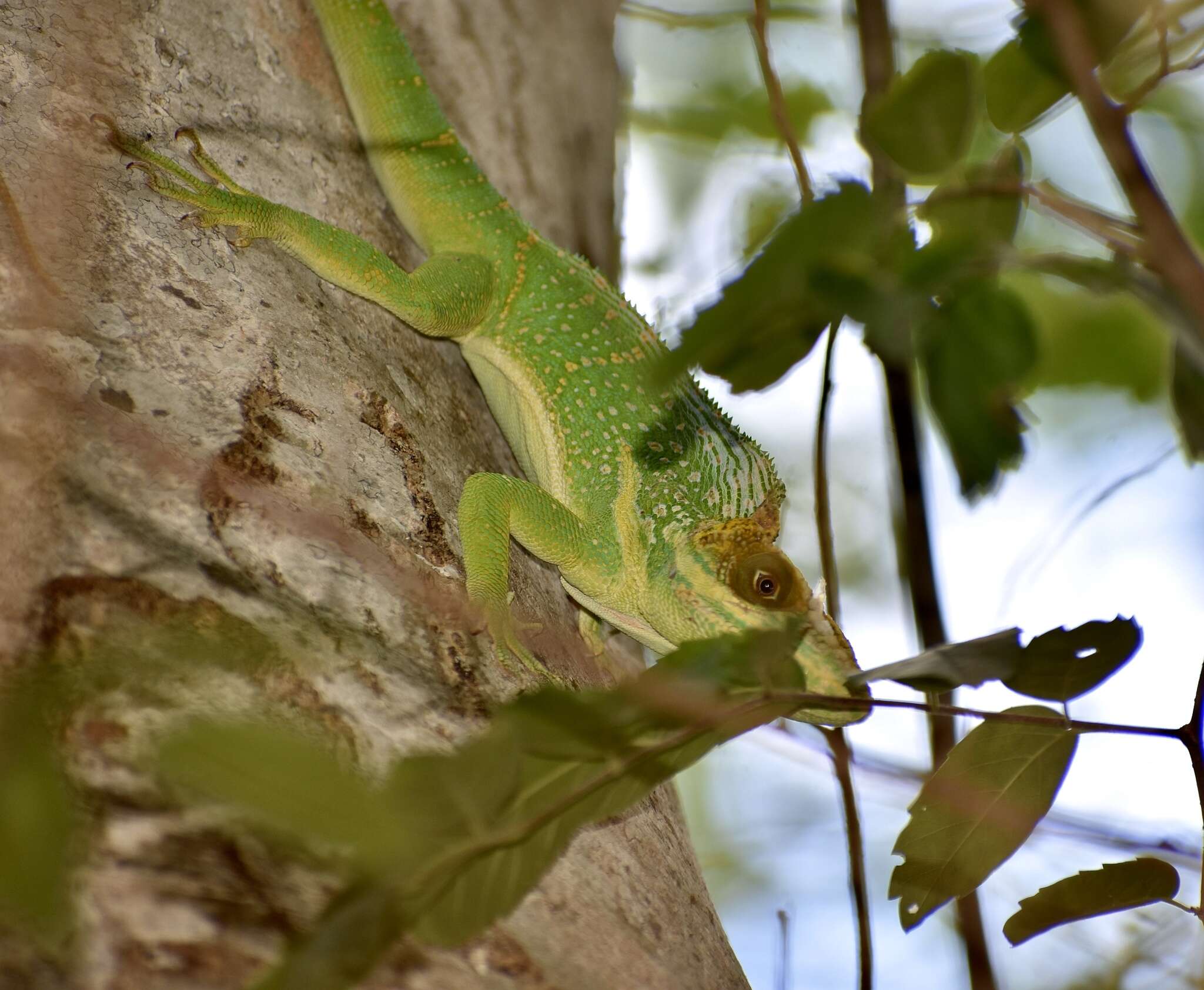 Imagem de Anolis smallwoodi Schwartz 1964