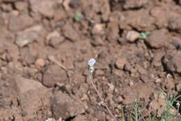 صورة Astragalus brandegeei (Rydb.) Porter