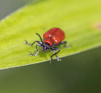 Image of Scarlet lily beetle