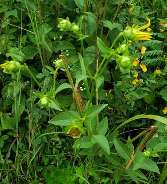 Image of whorled rosinweed