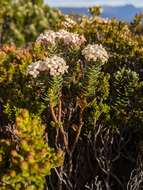 Image of Pimelea sericea R. Br.