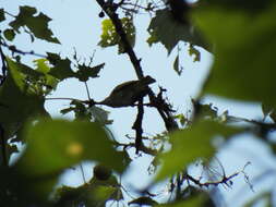 Слика од Vireo flavoviridis (Cassin 1851)