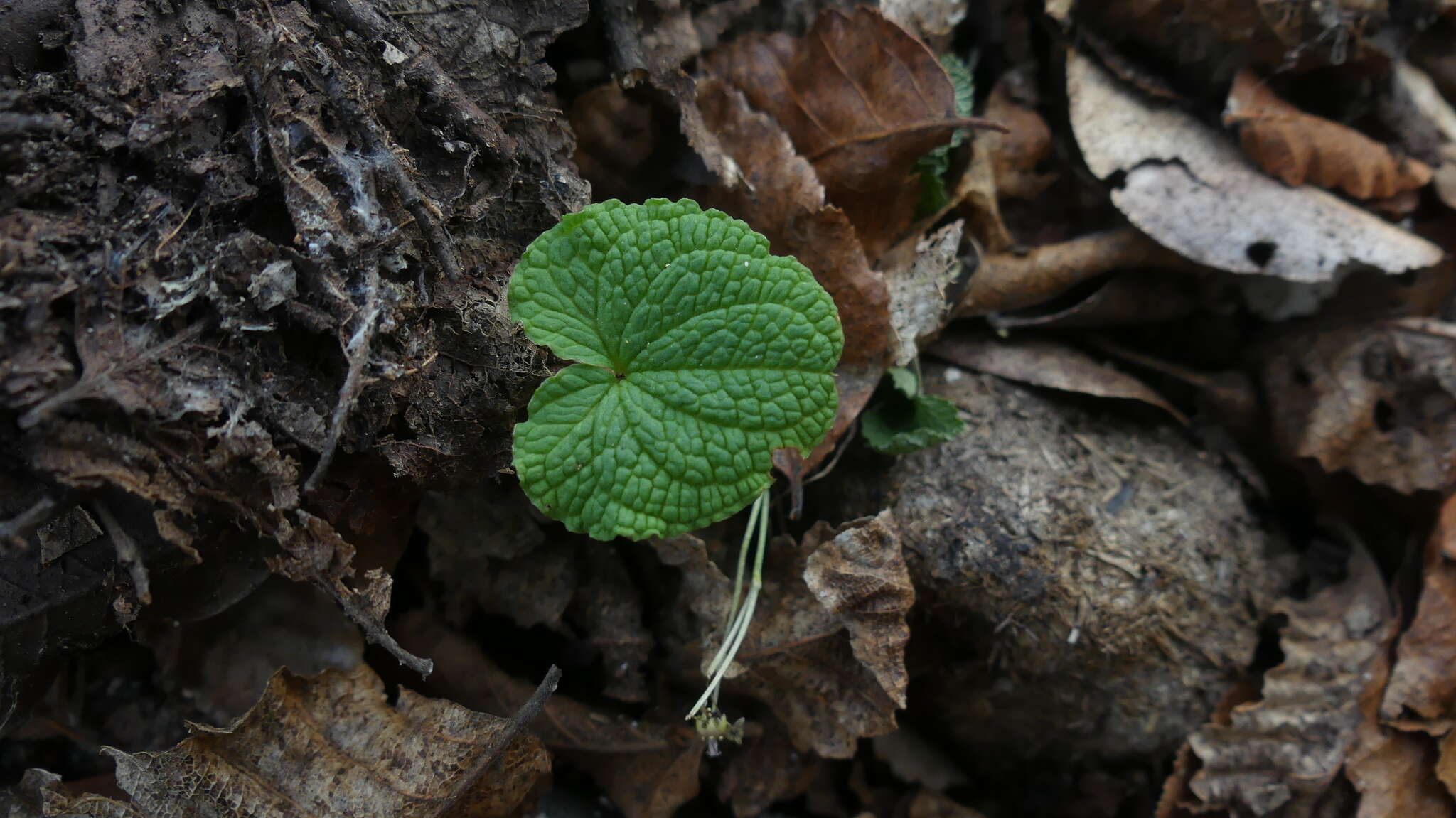 صورة Dioscorea humilis Bertero ex Colla