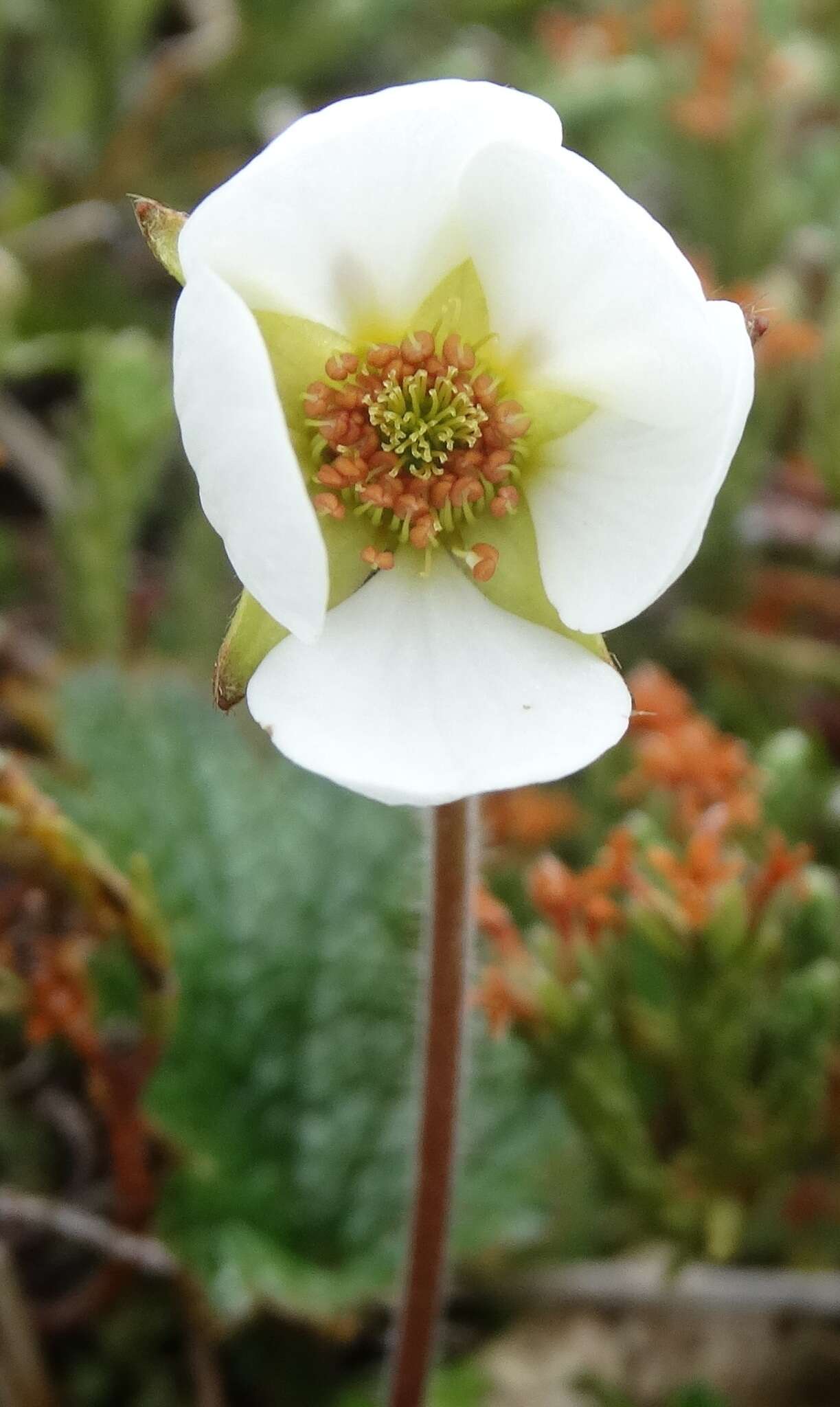 Image of Geum uniflorum J. Buch.