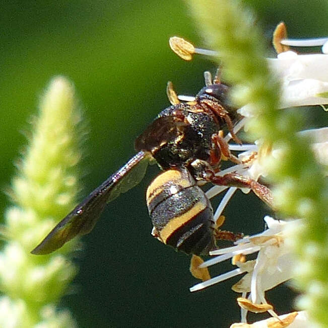 Image of Two-banded Cellophane-cuckoo Bee