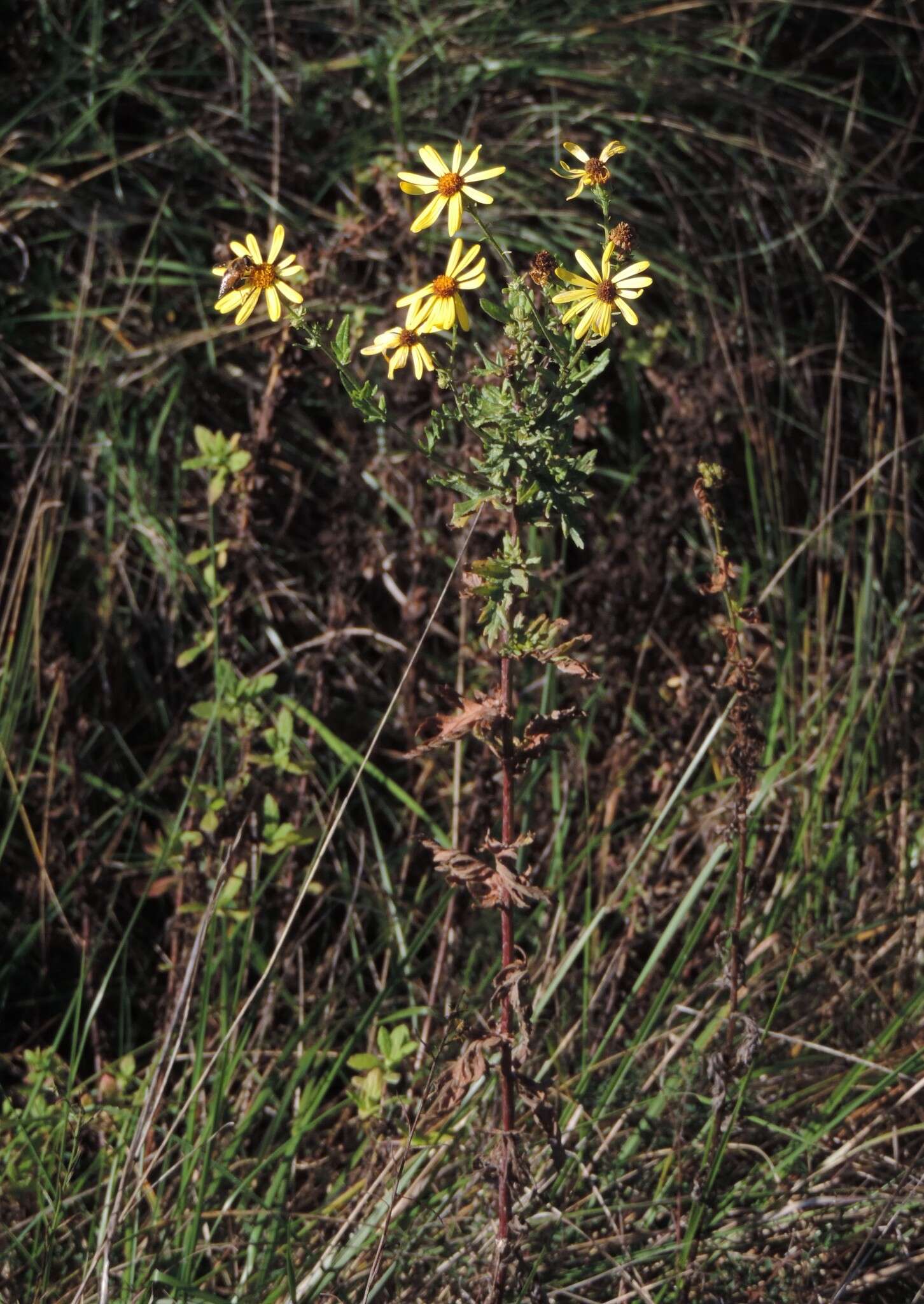 Image of Jacobaea erucifolia subsp. erucifolia