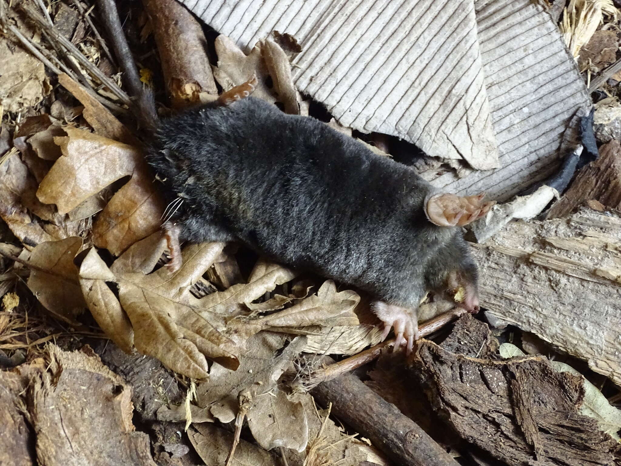 Image of Iberian Mole