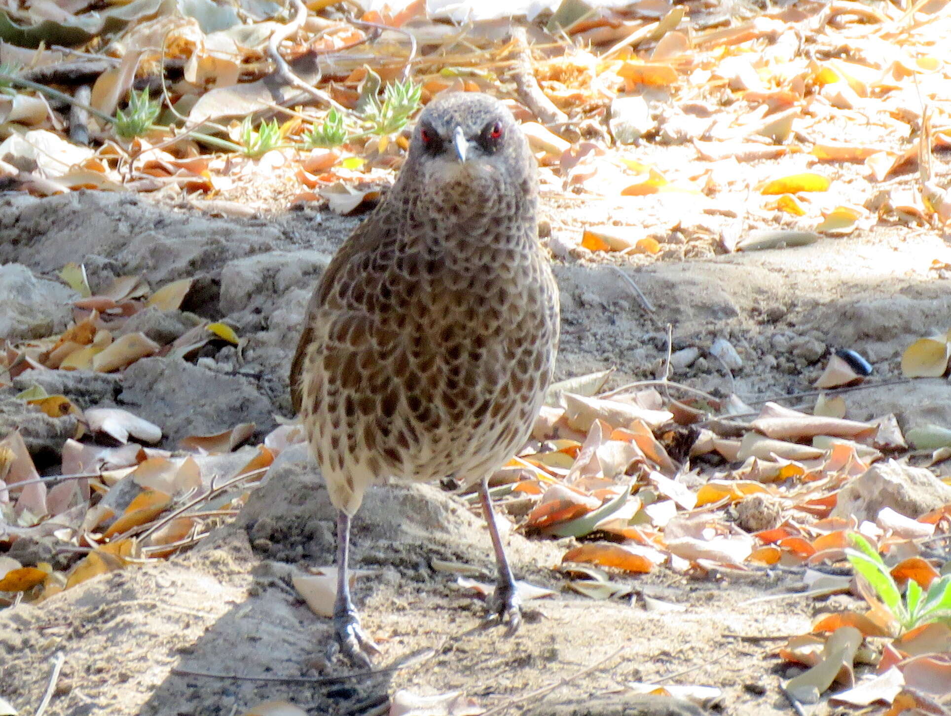 Image of Turdoides hartlaubii hartlaubii (Barboza du Bocage 1868)