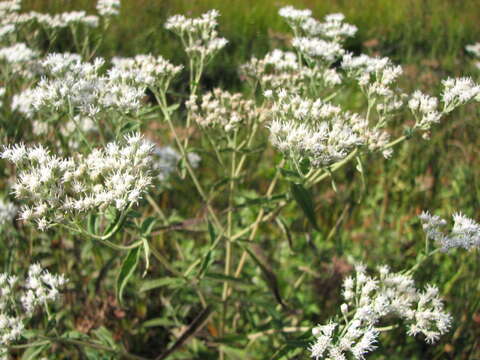 Image of pine barren thoroughwort