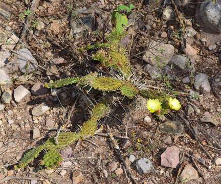 Image of Opuntia decumbens Salm-Dyck