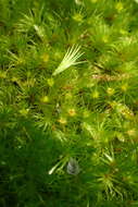 Image of Campylopus arctocarpus subsp. madecassus (Besch.) J.-P. Frahm