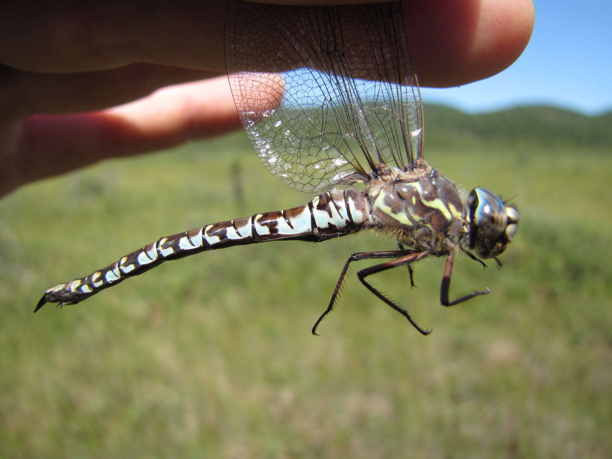 Image of Zigzag Darner