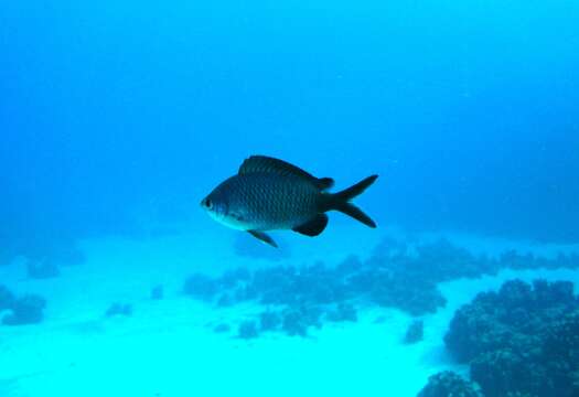 Image of Randall&#39;s chromis