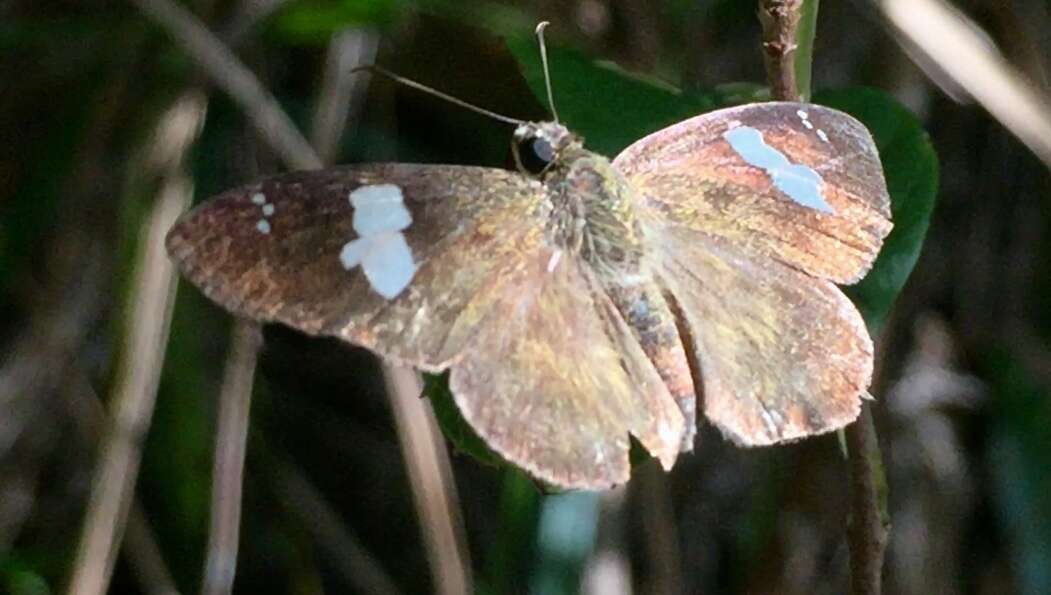 Plancia ëd Celaenorrhinus asmara Butler 1879