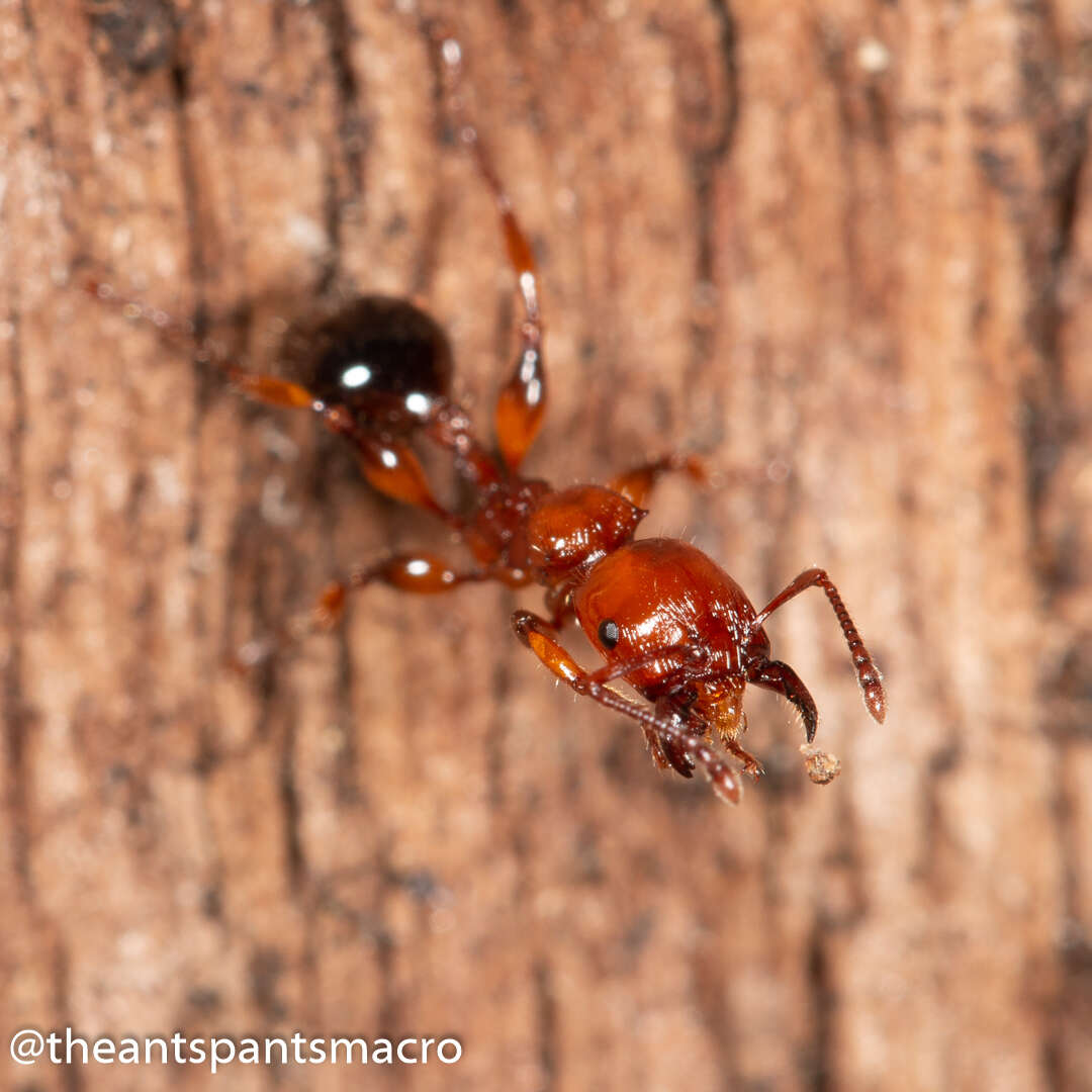 Image de Podomyrma gratiosa (Smith 1858)