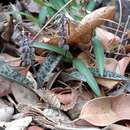 Image of Ledebouria caesiomontana Hankey & N. Hahn