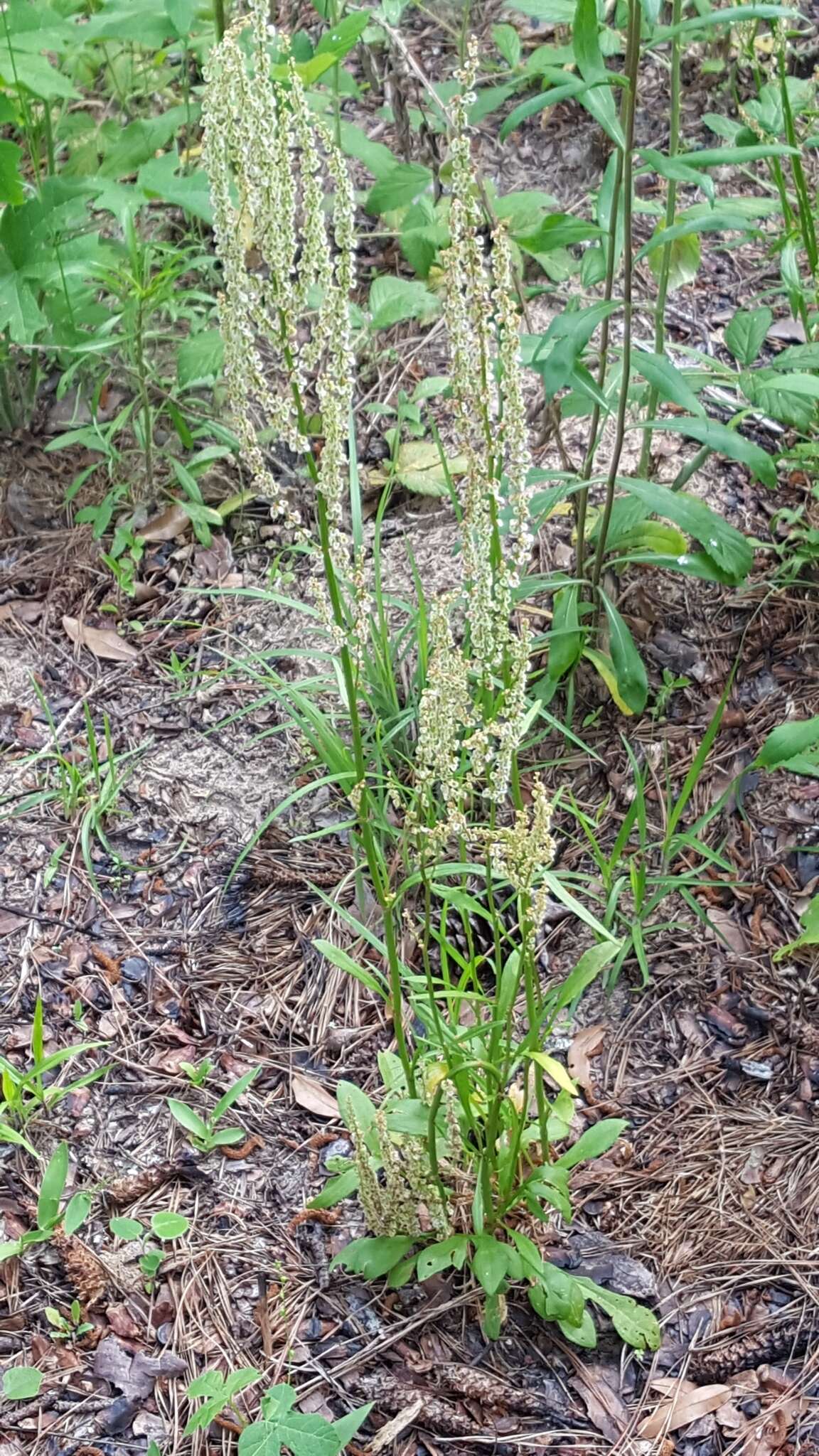 Imagem de Rumex hastatulus Baldw. apud Ell.