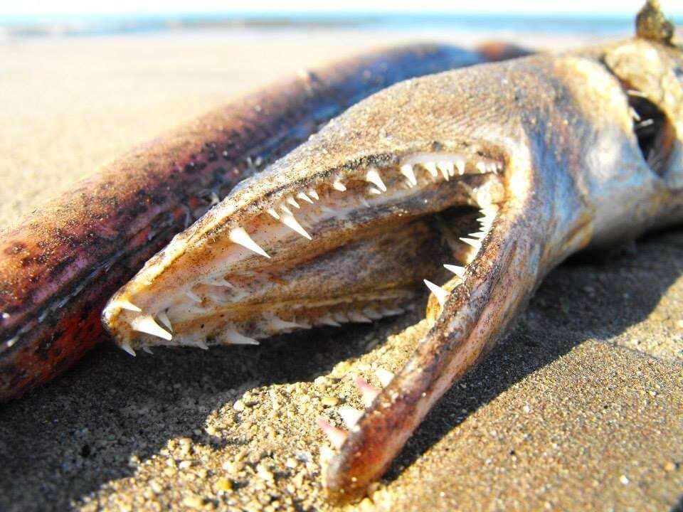 Image of Fangjaw eel