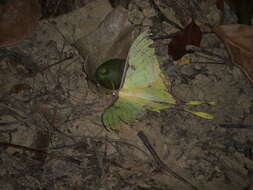 Image of Actias sinensis subaurea Kishida 1993