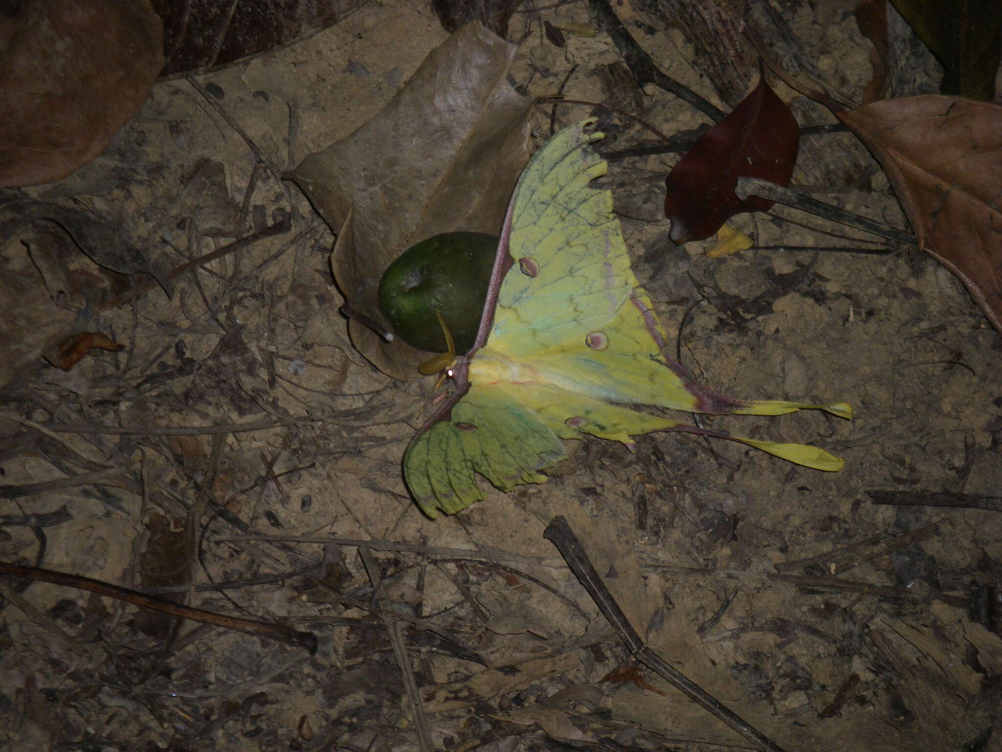 Imagem de Actias sinensis subaurea Kishida 1993