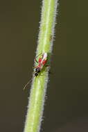 Слика од Tupiocoris californicus (Stal 1859)