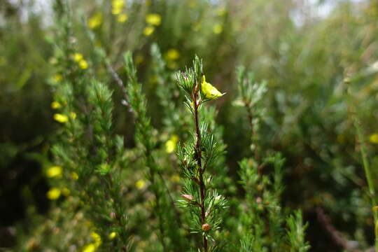 Hibbertia prostrata Hook. resmi