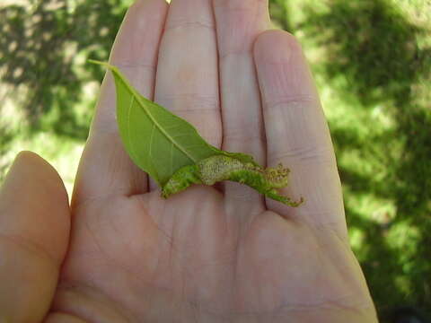 Image of Jumping plant lice