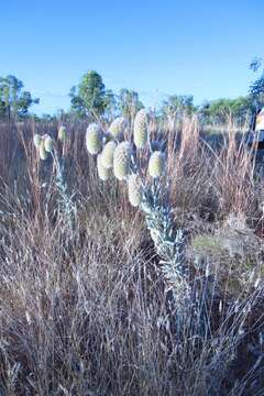 Image of Ptilotus gardneri Benl