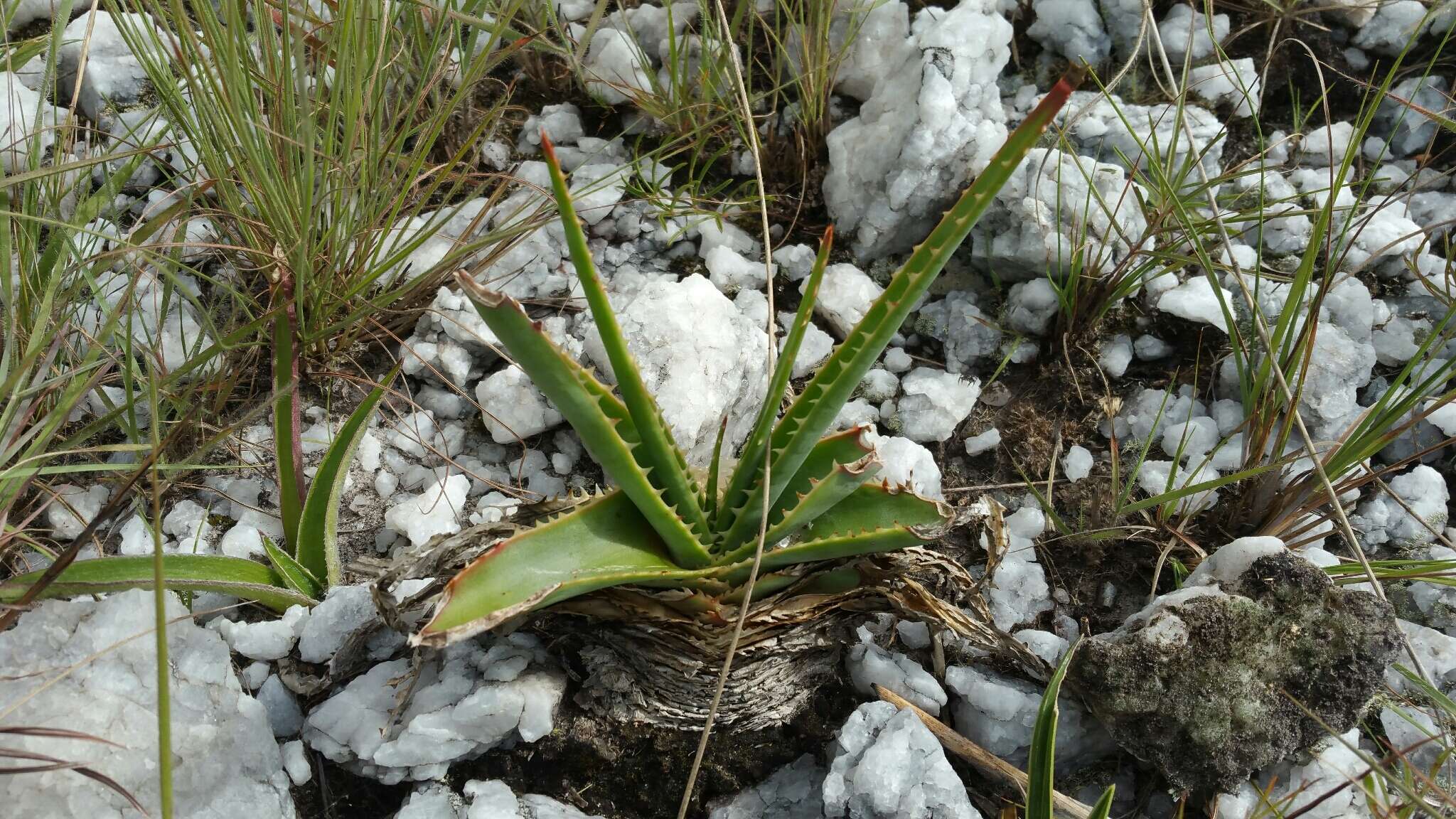 Image of Aloe compressa H. Perrier