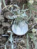 Image of dwarf dwarf-cudweed