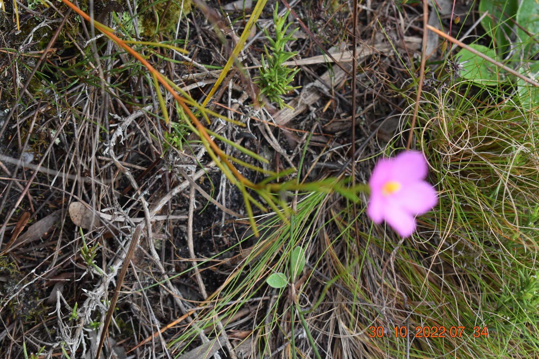 Image of Chironia jasminoides L.