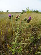 Image de Cirsium serrulatum (M. Bieb.) Fischer