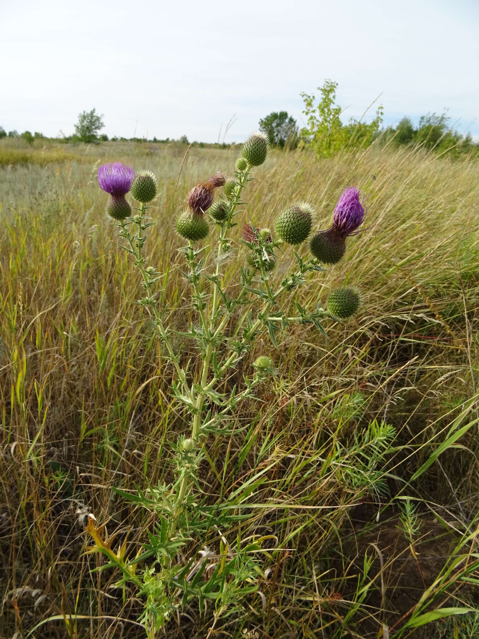 Cirsium serrulatum (M. Bieb.) Fischer的圖片