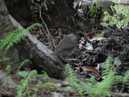 Image of Swainson's Thrush