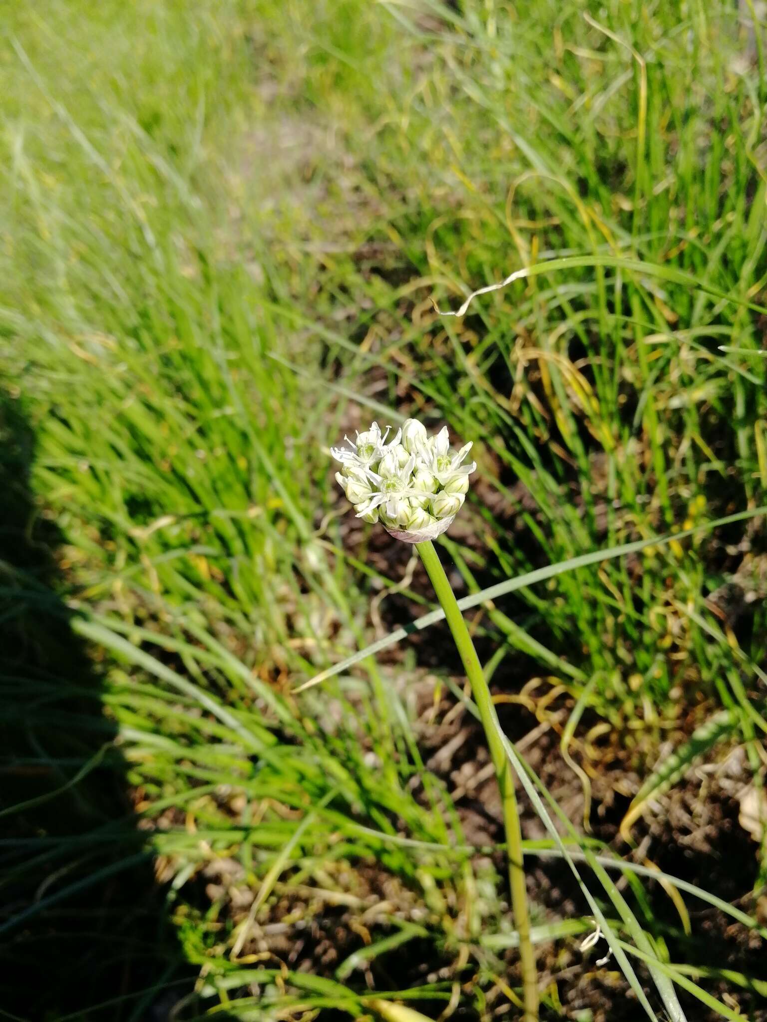 Image of Allium tulipifolium Ledeb.