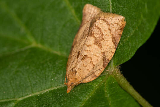 Image of summer fruit tortrix