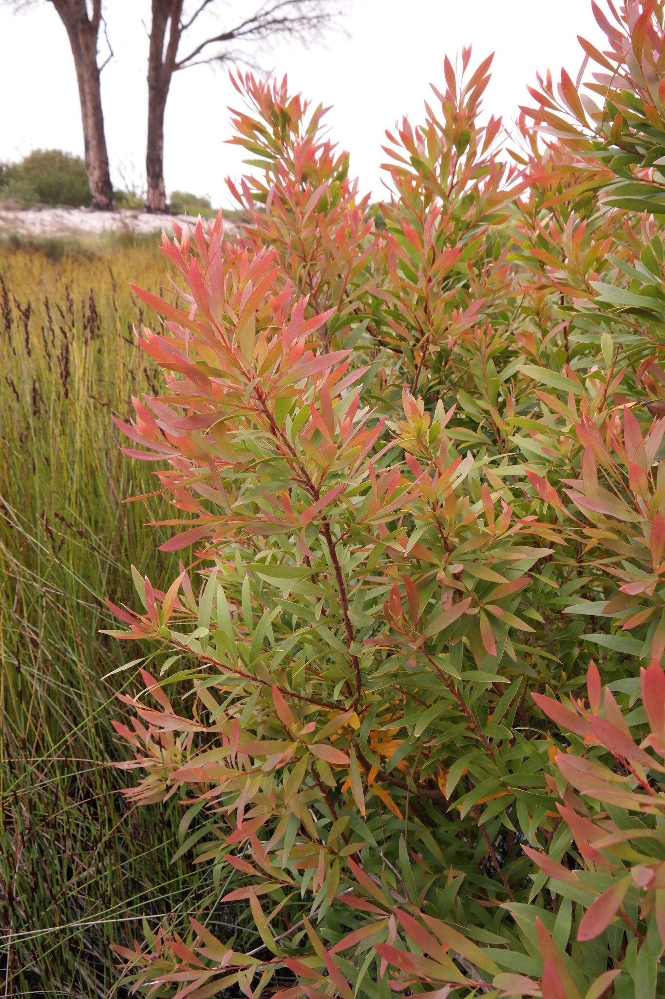 Image of Hakea salicifolia subsp. salicifolia