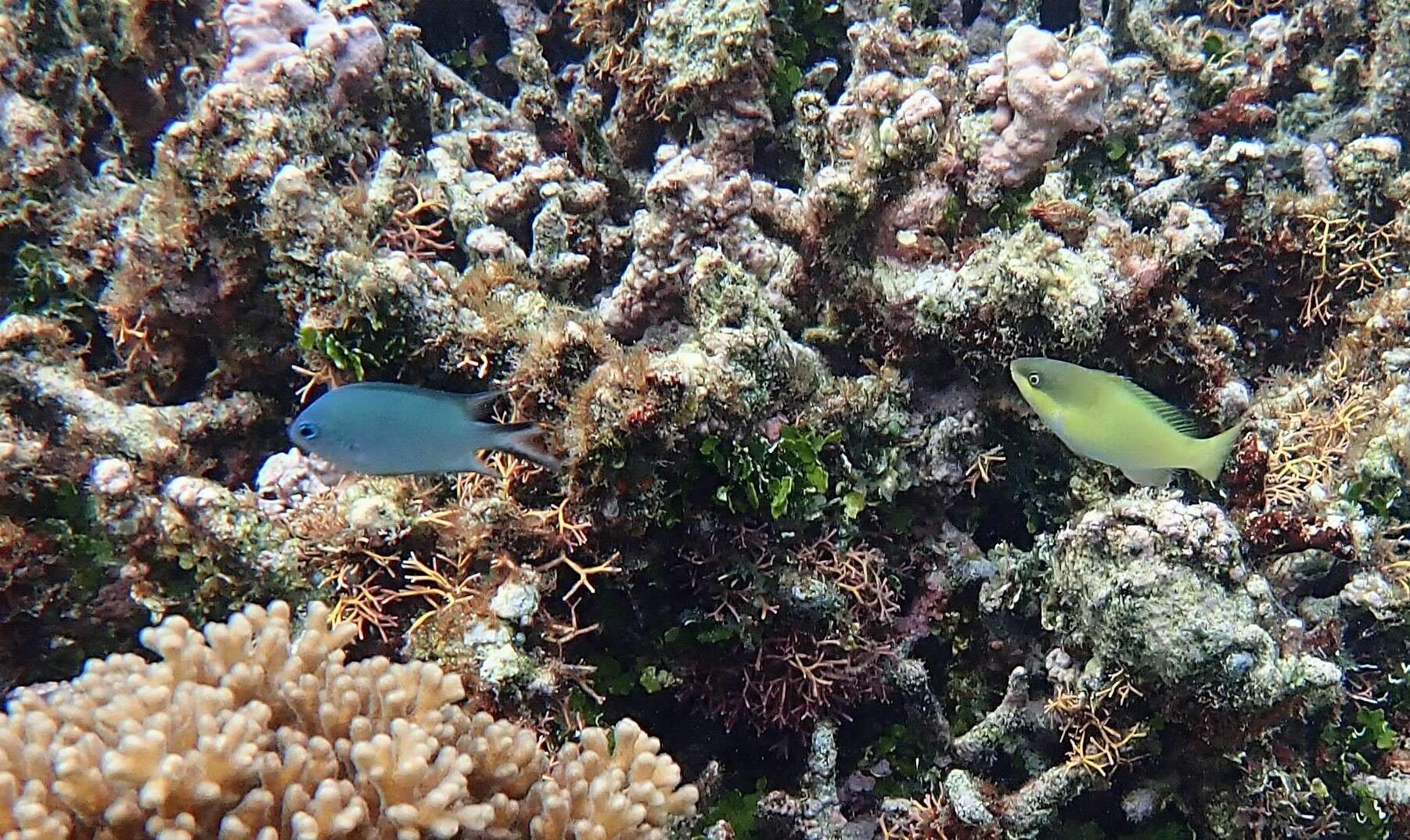 Image of Blue Parrotfish