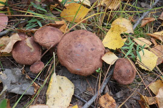 Imagem de Tricholoma fulvum (DC.) Bigeard & H. Guill. 1909