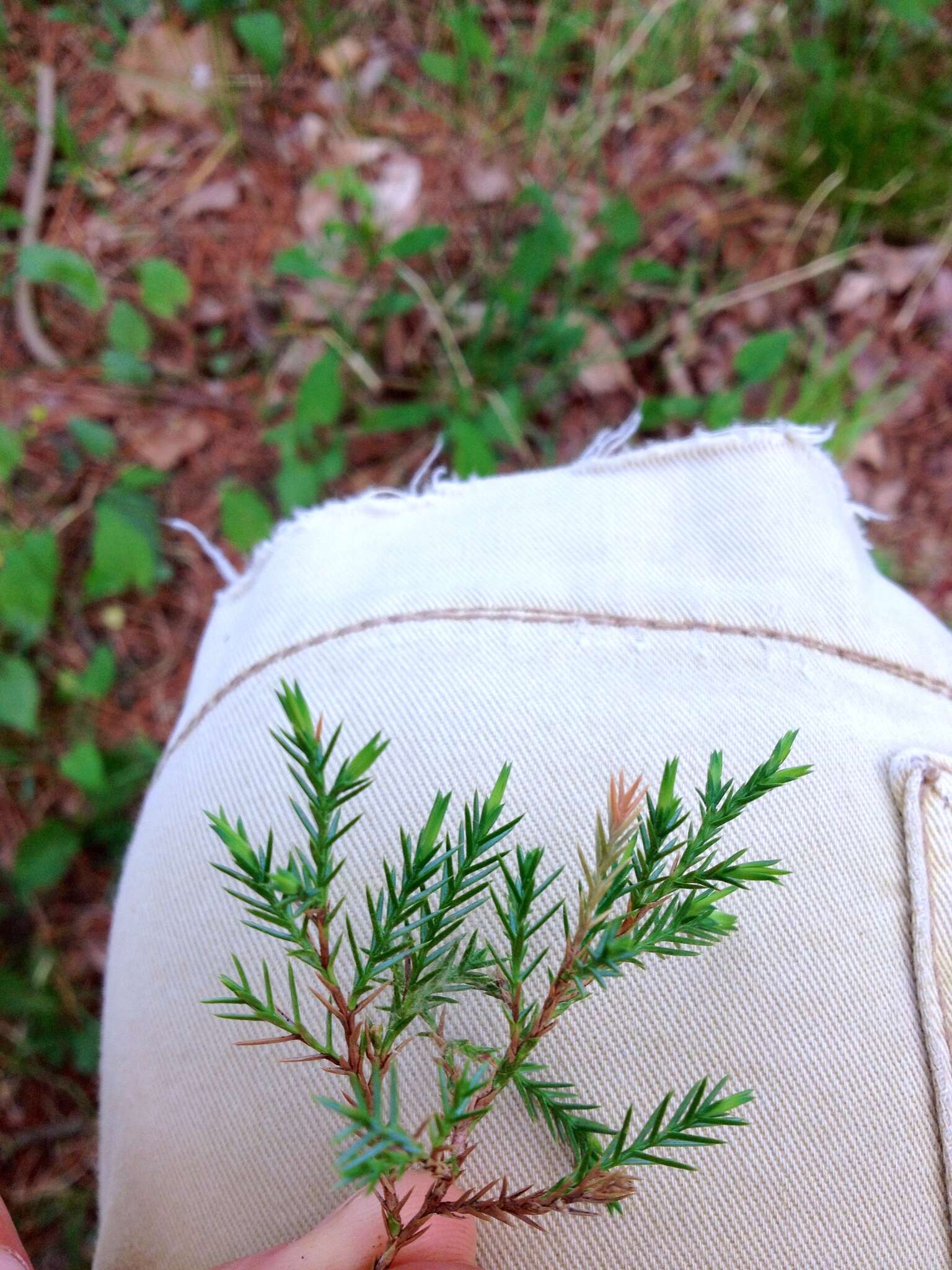 Image of Eastern Juniper