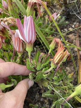 Image de Dimorphotheca walliana (Norl.) B. Nord.