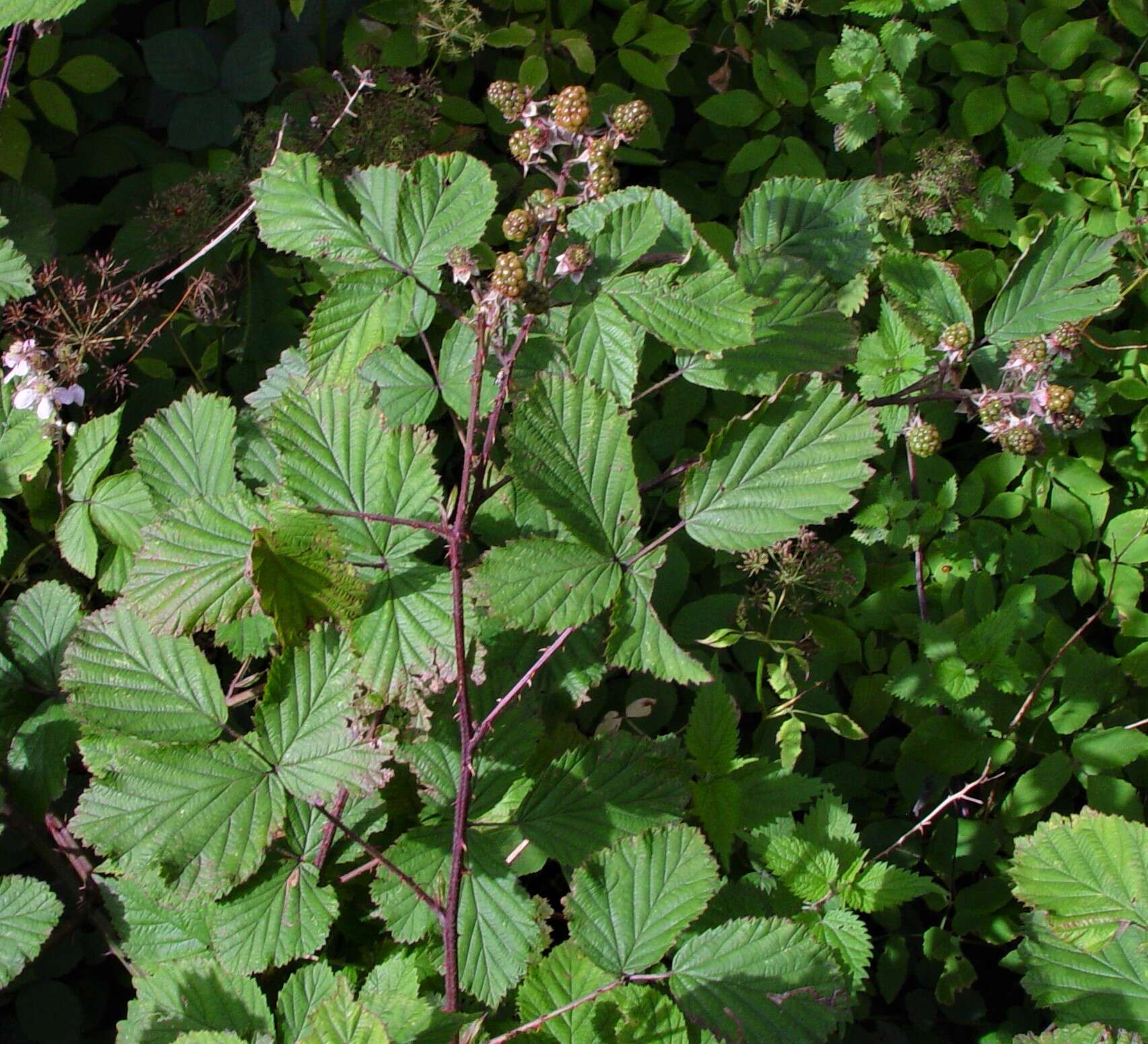 Image of Rubus nemoralis P. J. Müll.