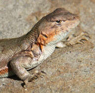 Image of Mountain Swift