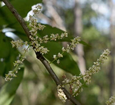 Image of Guioa acutifolia Radlk.