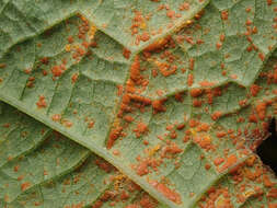 Imagem de <i>Coleosporium inulae</i>