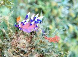 Image of Whitetip purple cerrata pink slug