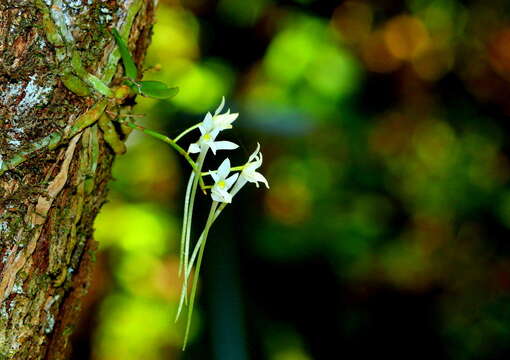 Image of Mystacidium venosum Harv. ex Rolfe