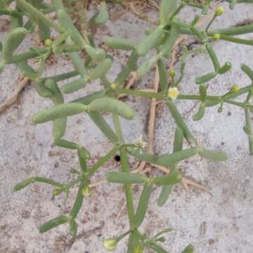 Image of Tetraena coccinea (L.) Beier & Thulin